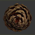 Natural Brown Pine Cone Studio Close Up With Detailed Scaly Surface Texture 3d model