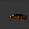 Brown Cockroach With Yellow Striped Head And Long Antennae On Gray Background