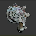 Beautiful Conch With Textured Shell Featuring Blue White And Brown Spots On Dark Background