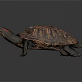 Detailed Close Up of Vibrant Turtle with Patterned Shell and Red Striped Head