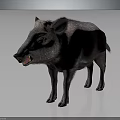 Wild Boar With Thick Fur And Sharp Tusks Standing On Neutral Background 3d model