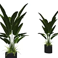 Large Leaf Green Potted Plants In Modern Gray Planters For Indoor Decor