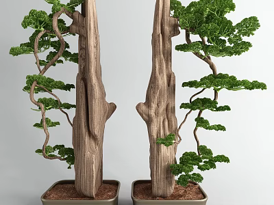 Bonsai Trees With Wooden Trunks Curved Branches And Green Foliage In Pots 3d model