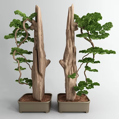 Bonsai Trees With Wooden Trunks Curved Branches And Green Foliage In Pots 3d model