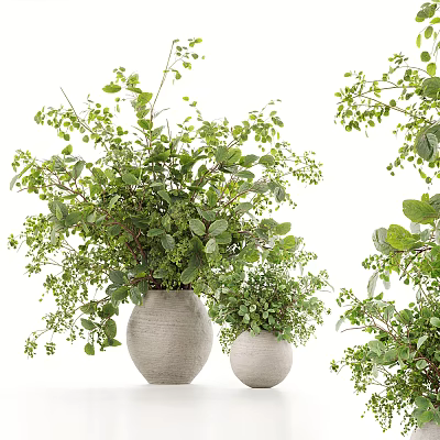 Gray Ceramic Vases With Fresh Green Foliage And Natural Style Plants Arrangement 3d model