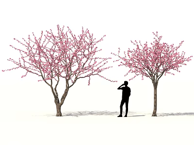 Beautiful Flowering Shrubs With Pink Blossoms And Person Standing Between Them 3d model