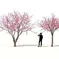 Beautiful Flowering Shrubs With Pink Blossoms And Person Standing Between Them