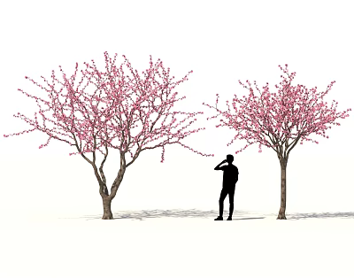 Beautiful Flowering Shrubs With Pink Blossoms And Person Standing Between Them 3d model
