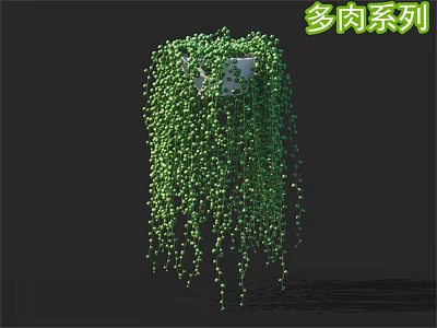 Hanging Green Pearl Like Succulent Plant with Cascading Growth for Indoor Decoration 3d model