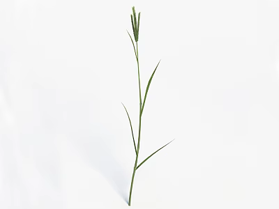 Single Stem Green Grass with Long Fresh Leaves on White Background Surface 3d model