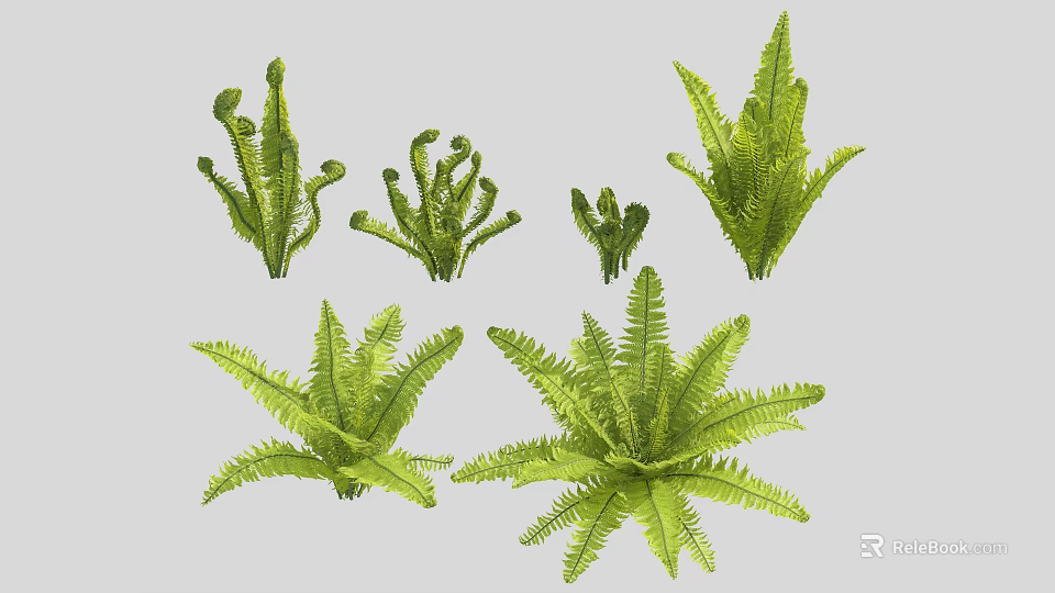 Various Green Fern Plants with Different Frond Shapes and Sizes 3d model 