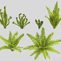 Various Green Fern Plants with Different Frond Shapes and Sizes