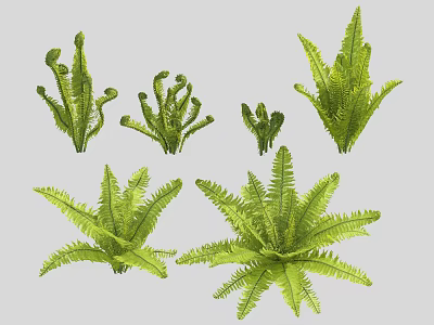 Various Green Fern Plants with Different Frond Shapes and Sizes 3d model