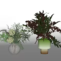 Transparent Vase With Water Green White Blooms And Green Gradient Vase Dark Green Brown Foliage