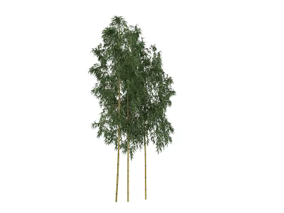 Tall Bamboo Plants With Green Leaves And Slender Stems In Natural Growth 3d model
