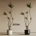 Potting Bonsai Dragon Trees With Curved Stems In White And Black Pots On Beige Background