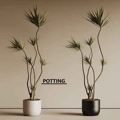 Potting Bonsai Dragon Trees With Curved Stems In White And Black Pots On Beige Background 3d model