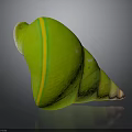 Green Conch Shell Organ Structure With Yellow Stripes And Hairy Texture