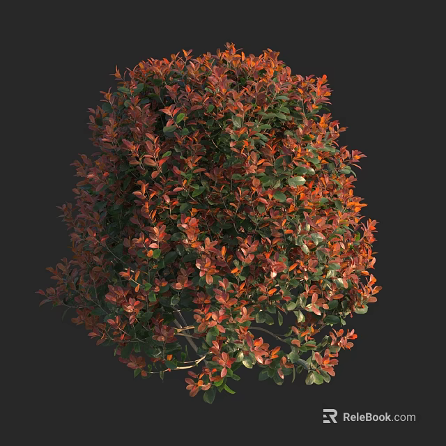 Ornamental Garden Shrub With Vibrant Red And Green Foliage In Bushy Form 3d model 
