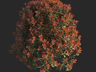 Ornamental Garden Shrub With Vibrant Red And Green Foliage In Bushy Form 3d model