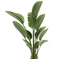 Healthy Indoor Bonsai Plant With Lush Green Leaves In Stylish Modern Ceramic Pot