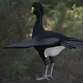 Black Flying Bird With Yellow Beak Crested Head Spread Wings Standing On Grassland