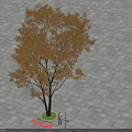 Ornamental Outdoor Arbor With Orange Yellow Foliage Standing On Paved Ground Casting Long Shadow