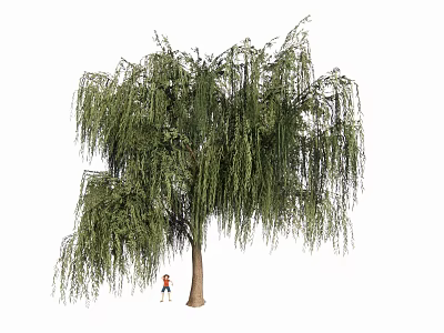 Tall Weeping Willow Tree with Long Hanging Branches Green Leaves and Small Figure 3d model