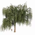 Tall Weeping Willow Tree with Long Hanging Branches Green Leaves and Small Figure