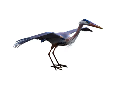 Great Blue Heron with Spread Wings Long Legs and Sharp Beak in Natural Stance 3d model