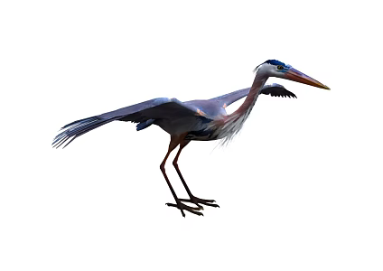 heron animal wildlife water bird heron 3d model
