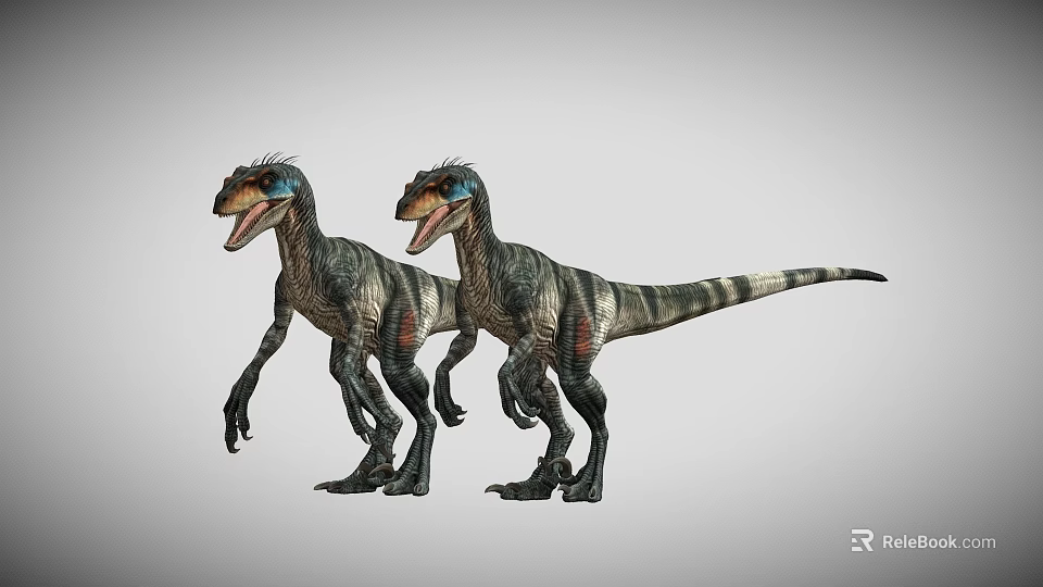 3D Render Two Realistic Blue Headed Striped Velociraptors Standing Open Mouth Pose 3d model
