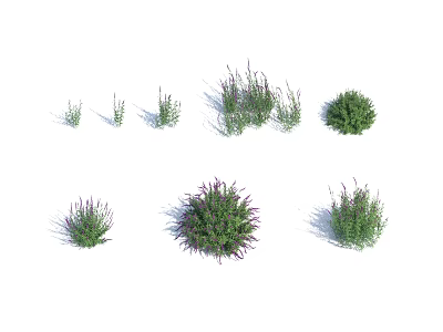 Diverse Green Herb Bushes with Purple Flowers in Various Sizes and Growth Forms 3d model