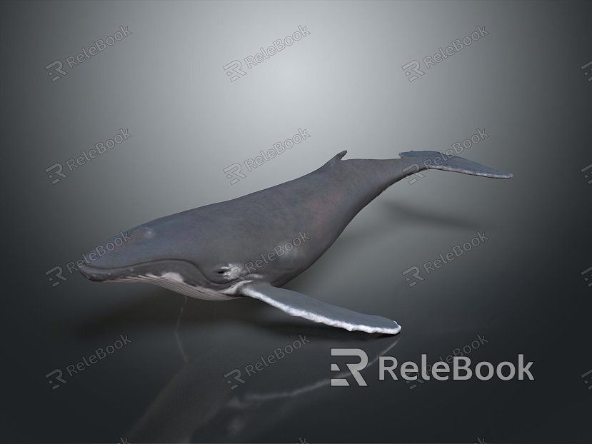 whale cartoon whale mammal marine mammal marine animal fish freshwater fish marine fish model