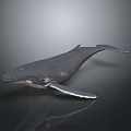 Realistic Gray Whale 3D Model With Lifelike Swimming Pose And Smooth Surface 3d model