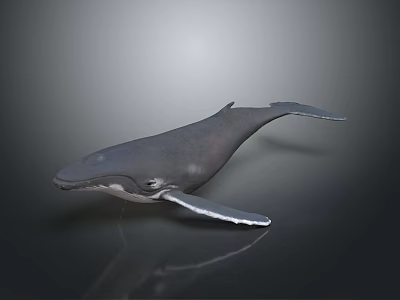 Realistic Gray Whale 3D Model With Lifelike Swimming Pose And Smooth Surface 3d model Realistic Gray Whale 3D Model With Lifelike Swimming Pose And Smooth Surface 3d model