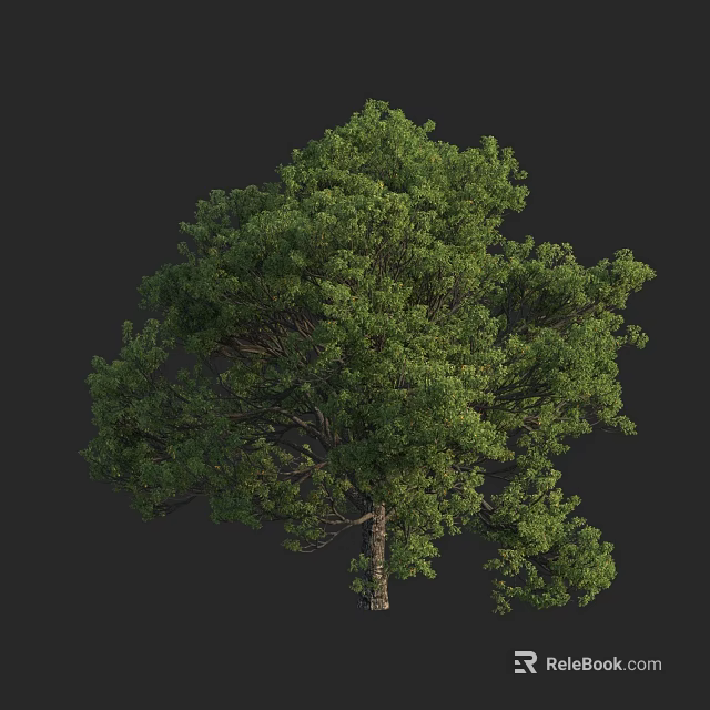 Lush Green Tree With Dense Foliage And Strong Trunk In Natural Environment 3d model 