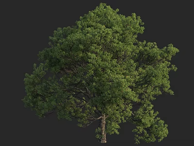 Lush Green Tree With Dense Foliage And Strong Trunk In Natural Environment 3d model