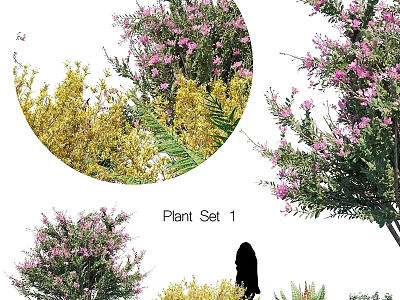 Beautiful Garden Ornamental Plant Set 1 With Pink Flowers Yellow Foliage And Green Leaves 3d model