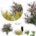 Beautiful Garden Ornamental Plant Set 1 With Pink Flowers Yellow Foliage And Green Leaves
