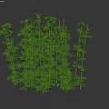 Bamboo Plants With Green Stems And Lush Leaves For Natural Decor