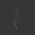 Bare Tree with Thick Trunk and Exposed Roots Against White Background 3d model