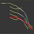 Biomedical Organ System with Colorful Tubular Structures in Various Hues for Anatomical Study