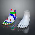Colored Foot Model With Color Coded Sections And White Anatomical Reference Model 3d model