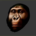 Ancient Hominid Head Model With Detailed Facial Features And Scientific Reconstruction