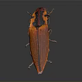 Orange Beetle Insect With Striped Exoskeleton And Antennae On Gray Surface