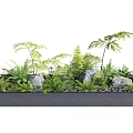 Lush Green Ferns and Plants in Modern Rectangular Planter Box with Stones