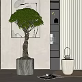 Lush Green Bonsai Tree With Twisted Trunk In Concrete Pot Modern Interior Decor