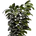 Bonsai Potted Plants With Lush Green Broad Leaves And Different Shapes In White Pots