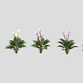 Potted Indoor Plants With White And Pink Flowers And Green Leaves Arranged In A Row